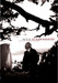 Wild Strawberries