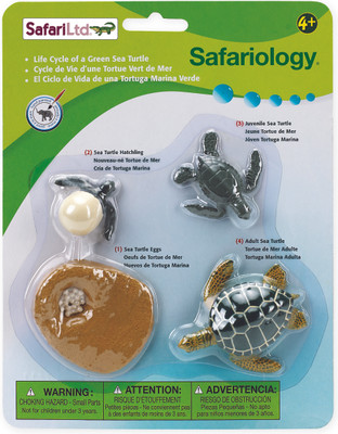 Safari Ltd So Life Cycle of a Green Sea Turtle Safari Ltd So Life Cycle of a Green Sea Turtle