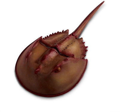 Safari Ltd Ic Horseshoe Crab Safari Ltd Ic Horseshoe Crab