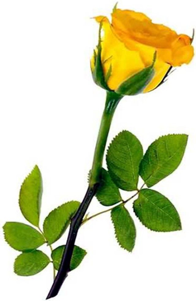 50% OFF on E-Plant Yellow Rose Artificial Flower