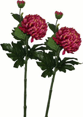 50% OFF on Pollination Crysanthimum Pink Assorted Artificial Flower 50% OFF on Pollination Crysanthimum Pink Assorted Artificial Flower