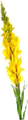 53% OFF on Flowers Forever Single Common Snapdragon Yellow Assorted Artificial Flower