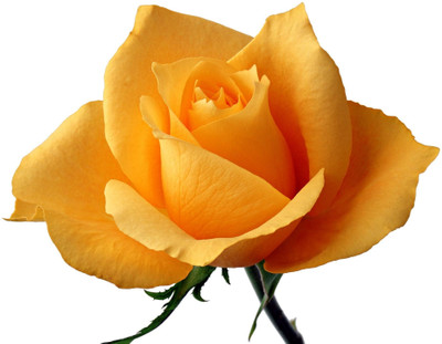 31% OFF on E-Plant Yellow Rose Artificial Flower