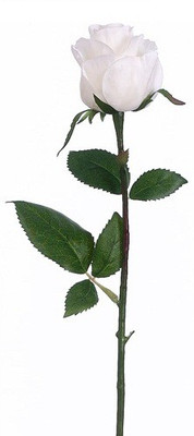 50% OFF on Amiya Garden White Rose Artificial Flower 50% OFF on Amiya Garden White Rose Artificial Flower