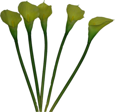 56% OFF on PolliNation CALALILY Yellow Lily Artificial Flower 56% OFF on PolliNation CALALILY Yellow Lily Artificial Flower