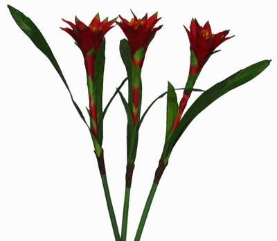 55% OFF on PolliNation PROTEA Red Assorted Artificial Flower 55% OFF on PolliNation PROTEA Red Assorted Artificial Flower