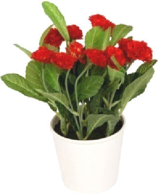 53% OFF on Flowers Forever Mini Lilac Red Assorted Artificial Flower with Pot