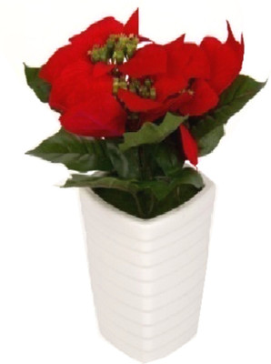 53% OFF on Flowers Forever Red Poinsettia Artificial Flower with Pot