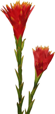 55% OFF on PolliNation PROTEA Orange Assorted Artificial Flower 55% OFF on PolliNation PROTEA Orange Assorted Artificial Flower