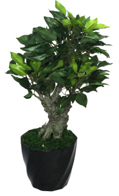 56% OFF on PolliNation Green Ficus With Pot Assorted Artificial Plant with Pot 56% OFF on PolliNation Green Ficus With Pot Assorted Artificial Plant with Pot