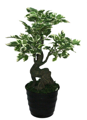 56% OFF on PolliNation Variegated Ficus With Pot Assorted Artificial Plant with Pot 56% OFF on PolliNation Variegated Ficus With Pot Assorted Artificial Plant with Pot
