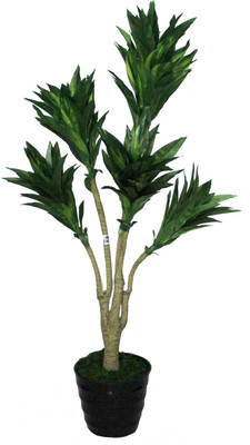 51% OFF on PolliNation Green Dracaena With Pot Assorted Artificial Plant with Pot 51% OFF on PolliNation Green Dracaena With Pot Assorted Artificial Plant with Pot