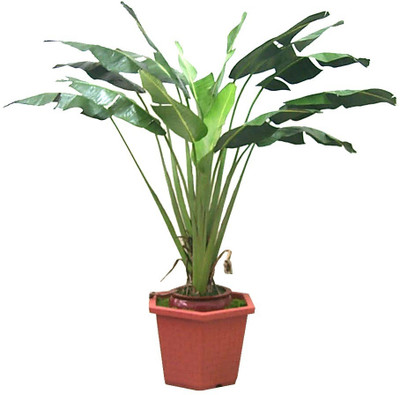 33% OFF on E-Plant Assorted Artificial Plant with Pot 33% OFF on E-Plant Assorted Artificial Plant with Pot