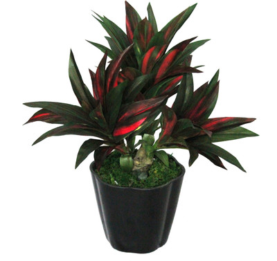 49% OFF on PolliNation Red Dracaena with Pot Wild Plant Artificial Plant with Pot