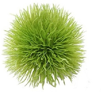 39% OFF on E-Plant Assorted Artificial Plant 39% OFF on E-Plant Assorted Artificial Plant
