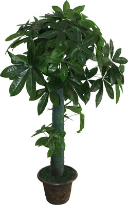 21% OFF on Green Era Wild Plant Artificial Plant