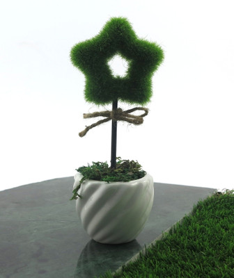 Importwala Decorative Star Pot With Stick Bonsai Assorted Artificial Plant with Pot Importwala Decorative Star Pot With Stick Bonsai Assorted Artificial Plant with Pot