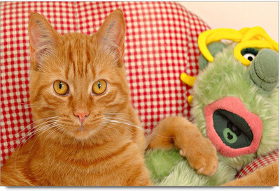 34% OFF on Cute Cat 3 Paper Print 34% OFF on Cute Cat 3 Paper Print