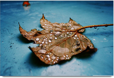 34% OFF on 3d Leaf 2 Paper Print 34% OFF on 3d Leaf 2 Paper Print