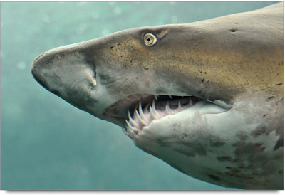 34% OFF on Shark Fish Paper Print 34% OFF on Shark Fish Paper Print