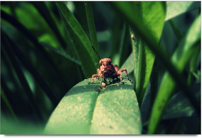 34% OFF on Red Grasshopper In Th Leaf Paper Print