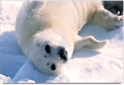 34% OFF on White Panda Paper Print 34% OFF on White Panda Paper Print