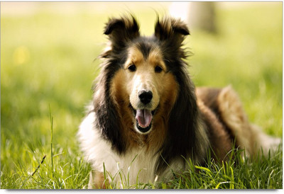 75% OFF on Danger Dog Paper Print 75% OFF on Danger Dog Paper Print