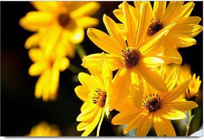 34% OFF on Bright Yellow Beautiful Flowers Paper Print