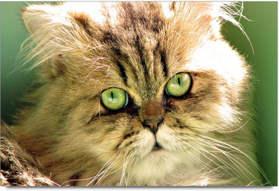 75% OFF on Green Eyes Cat Paper Print