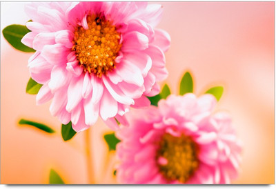 34% OFF on Pink Flawers Paper Print 34% OFF on Pink Flawers Paper Print