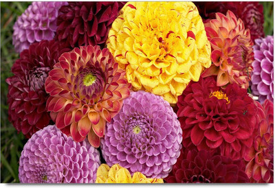 75% OFF on Colorful Flawers 2 Paper Print 75% OFF on Colorful Flawers 2 Paper Print