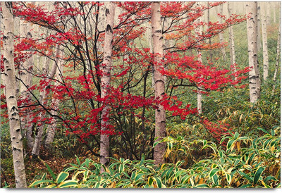 34% OFF on Red Tree Art Paper Print 34% OFF on Red Tree Art Paper Print
