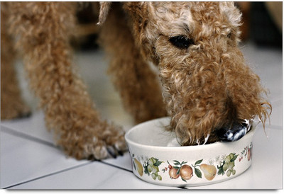 34% OFF on Cute Dogy Paper Print 34% OFF on Cute Dogy Paper Print