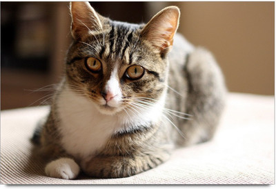 75% OFF on Brown Cat Paper Print