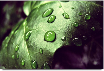 34% OFF on Water Leaf 2 Paper Print