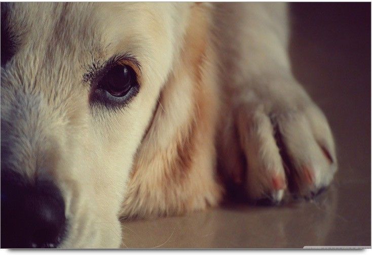 75% OFF on Dog 2 Paper Print 75% OFF on Dog 2 Paper Print