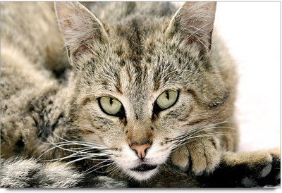 34% OFF on Cat Ready To Jump Paper Print 34% OFF on Cat Ready To Jump Paper Print