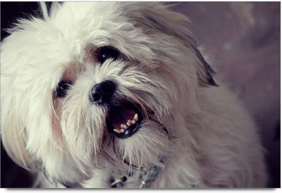 34% OFF on White Dog 3 Paper Print 34% OFF on White Dog 3 Paper Print