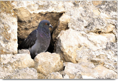 34% OFF on Beautiful Birds Paper Print 34% OFF on Beautiful Birds Paper Print