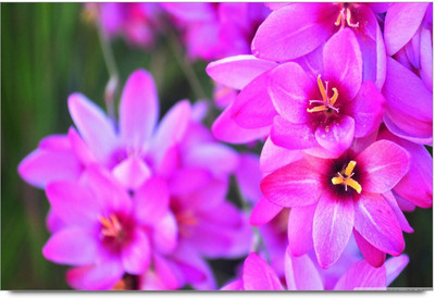 34% OFF on 3d Flawers 7 Paper Print 34% OFF on 3d Flawers 7 Paper Print