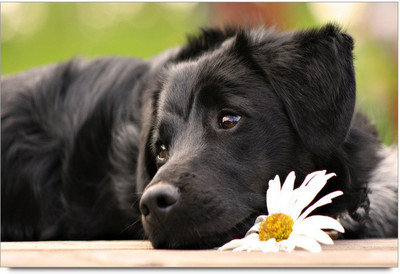 34% OFF on Sad Dogy Paper Print 34% OFF on Sad Dogy Paper Print