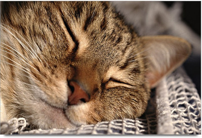 34% OFF on Cat Sleep Paper Print