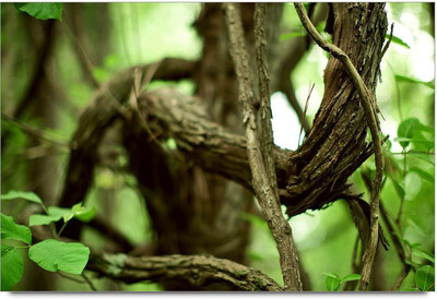 34% OFF on tree Art Paper Print