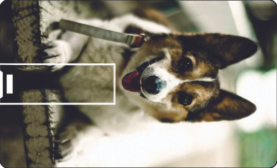 57% OFF on Printland Credit Card Laughing Dog 8 GB Pen Drive