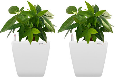 50% OFF on Yuccabe Italia Plant Container Set Pack of 2, Plastic 50% OFF on Yuccabe Italia Plant Container Set Pack of 2, Plastic
