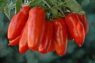 49% OFF on E-plant Tomato san marzano seeds Tomato san marzano Seed 30 per packet