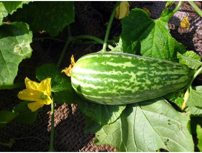 Agricart AGRI207 Seed 50 per packet