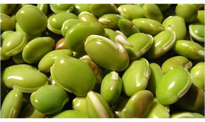 Agricart AGRI236 Flat Beans Seed 50 per packet Agricart AGRI236 Flat Beans Seed 50 per packet