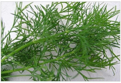 Agricart AGRI212 Seed 50 per packet Agricart AGRI212 Seed 50 per packet