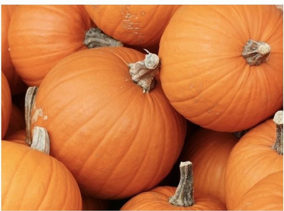 Agricart AGRI208 Pumpkin Seeds Seed 50 per packet